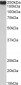 Filamin A (aa662-676) Antibody (internal region)